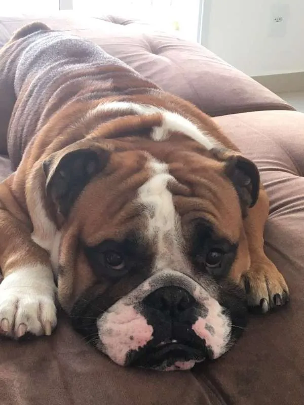 Cachorro ra a Bulldog idade 2 anos nome Joe