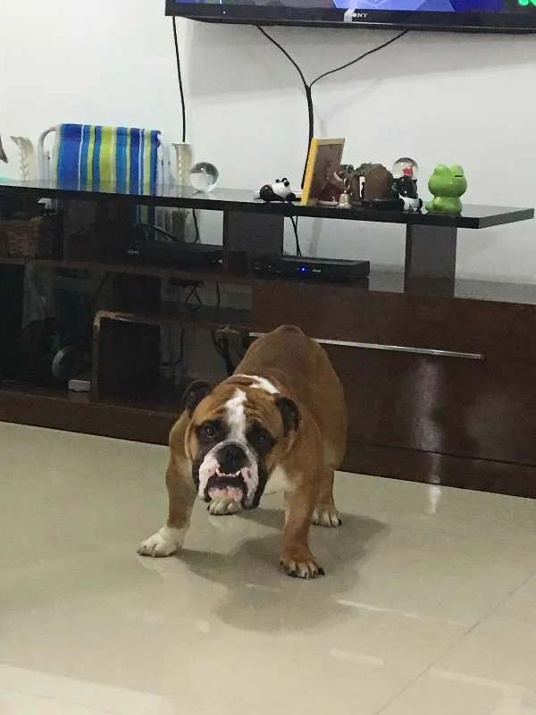 Cachorro ra a Bulldog idade 2 anos nome Joe