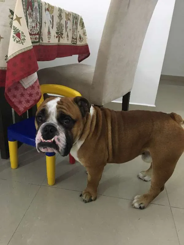 Cachorro ra a Bulldog idade 2 anos nome Joe