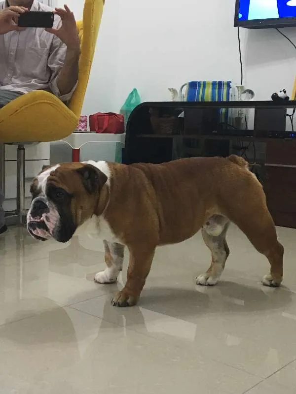 Cachorro ra a Bulldog idade 2 anos nome Joe
