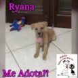 Cachorro raça  idade 2 a 6 meses nome Ryana