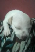 Freddy e Menina