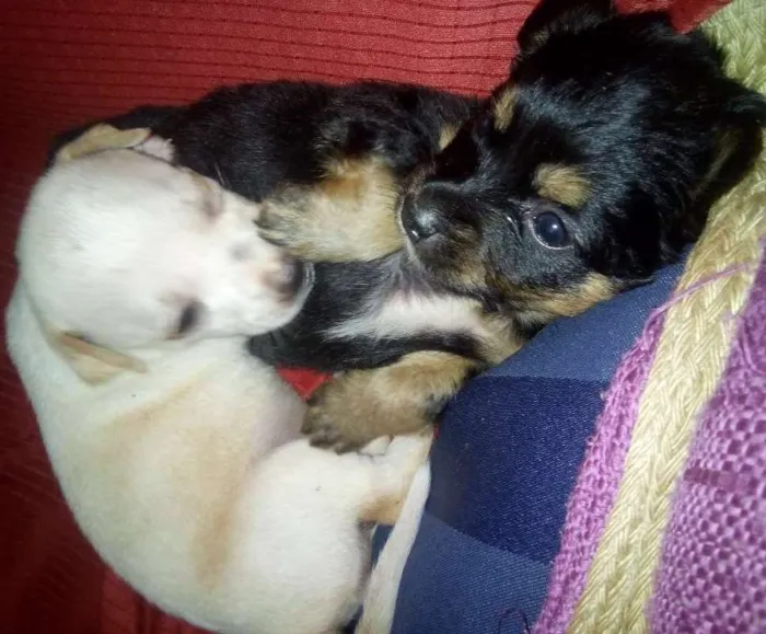 Cachorro ra a SRD idade Abaixo de 2 meses nome Freddy e Menina