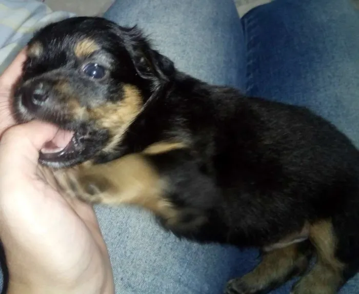 Cachorro ra a SRD idade Abaixo de 2 meses nome Freddy e Menina
