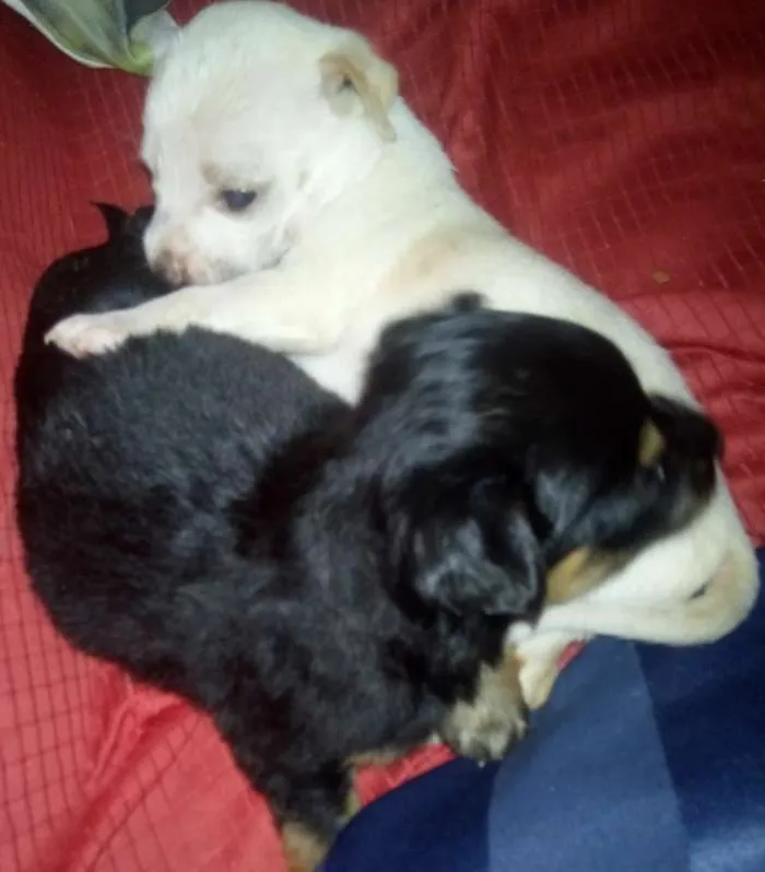 Cachorro ra a SRD idade Abaixo de 2 meses nome Freddy e Menina