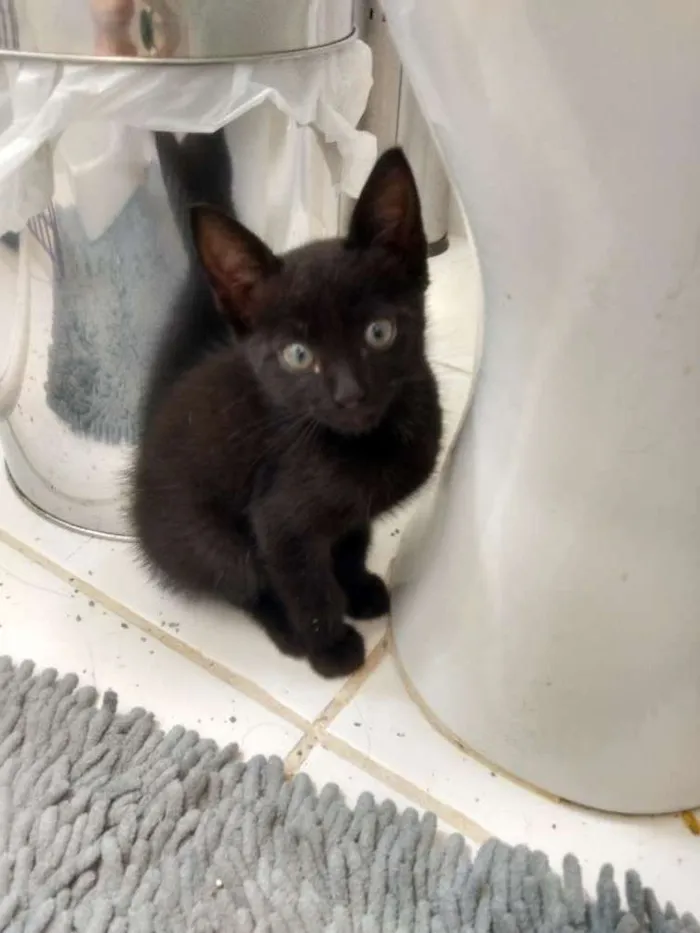 Gato ra a Srd idade Abaixo de 2 meses nome Pretico
