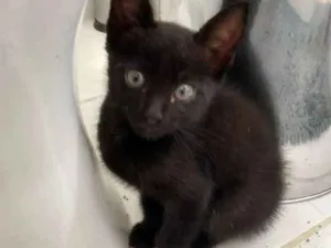 Gato raça Srd idade Abaixo de 2 meses nome Pretico