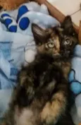 Babalu