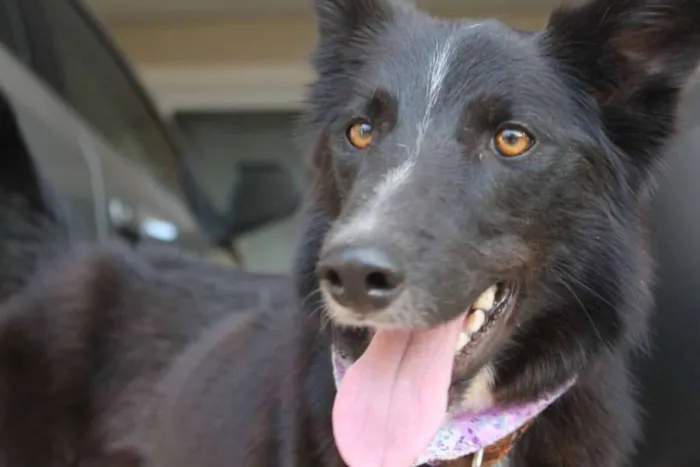 Cachorro ra a Border Collie idade 1 ano nome nene
