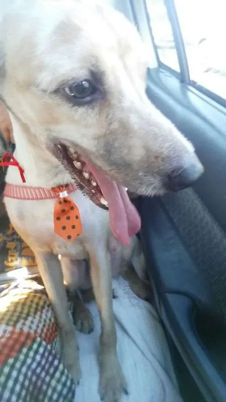 Cachorro ra a SRD idade 2 anos nome Elvis