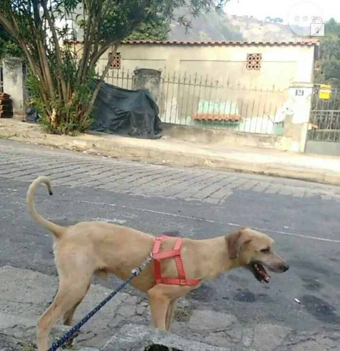 Cachorro ra a SRD idade 2 anos nome Elvis