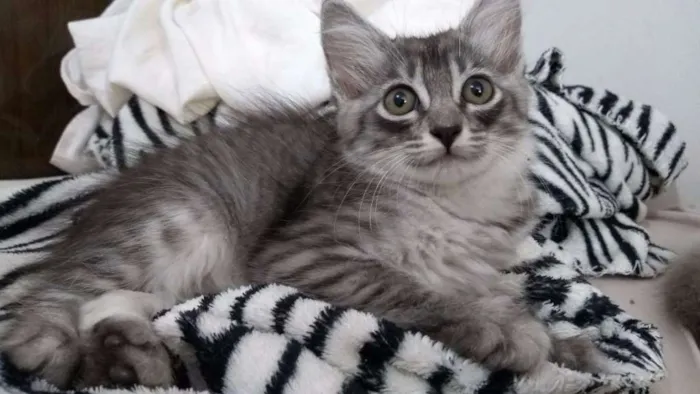 Gato ra a Indefinida idade 2 a 6 meses nome Tigrinha