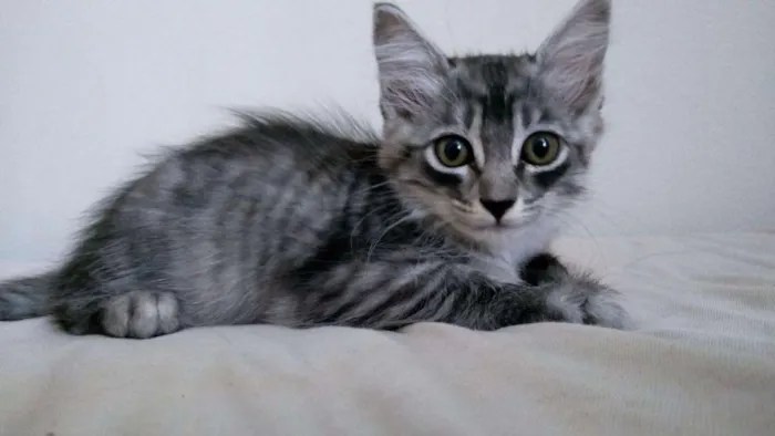 Gato ra a Indefinida idade 2 a 6 meses nome Tigrinha