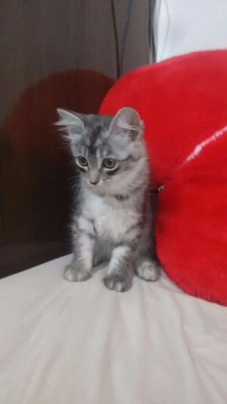 Gato ra a Indefinida idade 2 a 6 meses nome Tigrinha