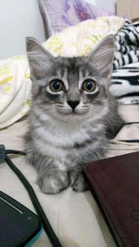 Gato ra a Indefinida idade 2 a 6 meses nome Tigrinha