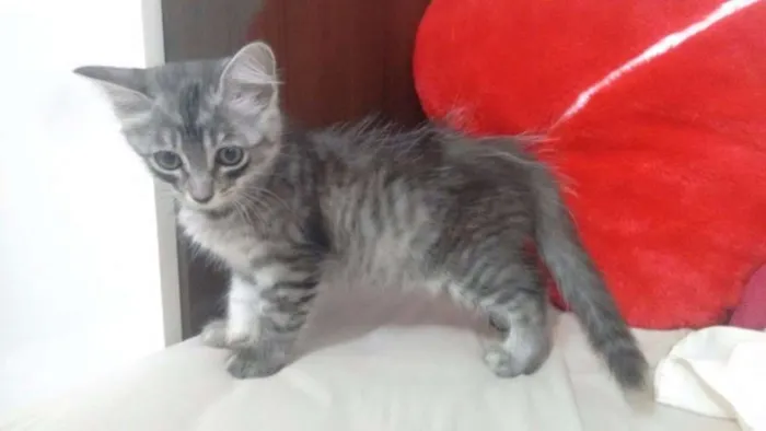 Gato ra a Indefinida idade 2 a 6 meses nome Tigrinha