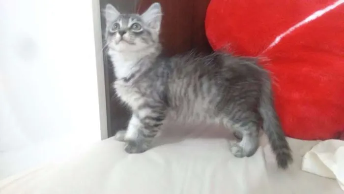 Gato ra a Indefinida idade 2 a 6 meses nome Tigrinha