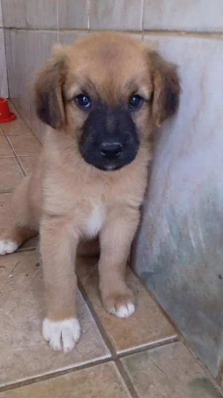 Cachorro ra a sem raça idade 2 a 6 meses nome sem nome