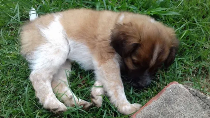 Cachorro ra a sem raça idade 2 a 6 meses nome sem nome