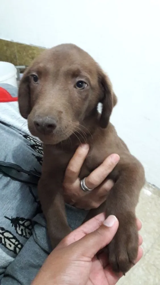 Cachorro ra a Srd idade 2 a 6 meses nome Filhotes