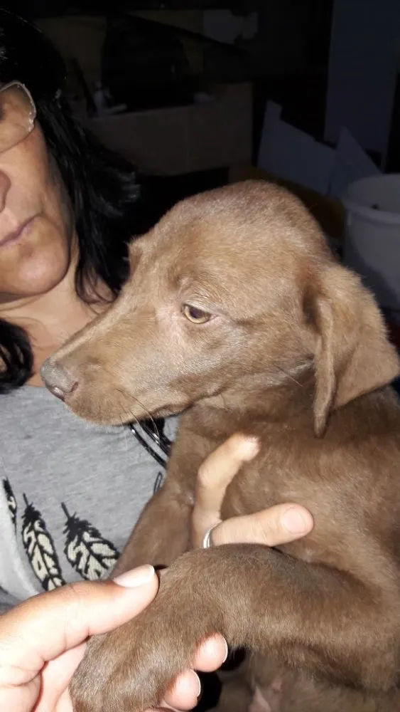Cachorro ra a Srd idade 2 a 6 meses nome Filhotes