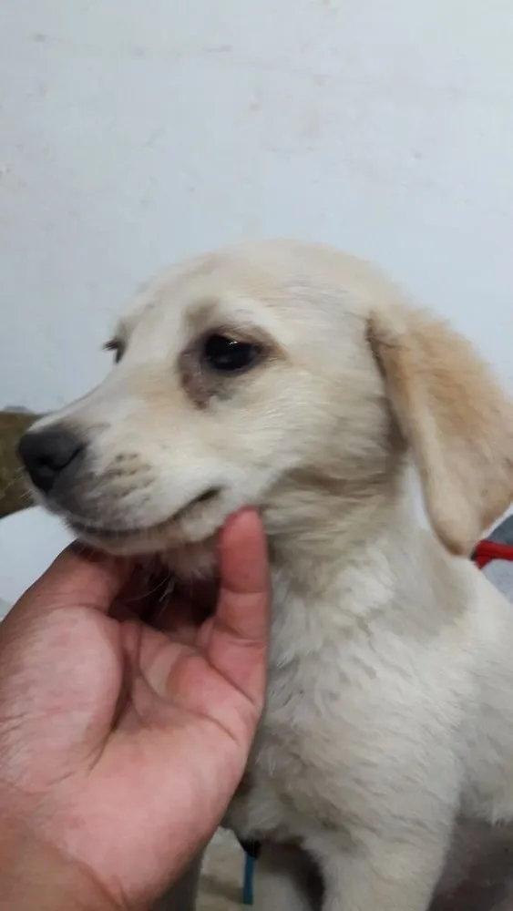Cachorro ra a Srd idade 2 a 6 meses nome Filhotes