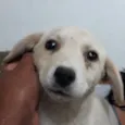 Filhotes