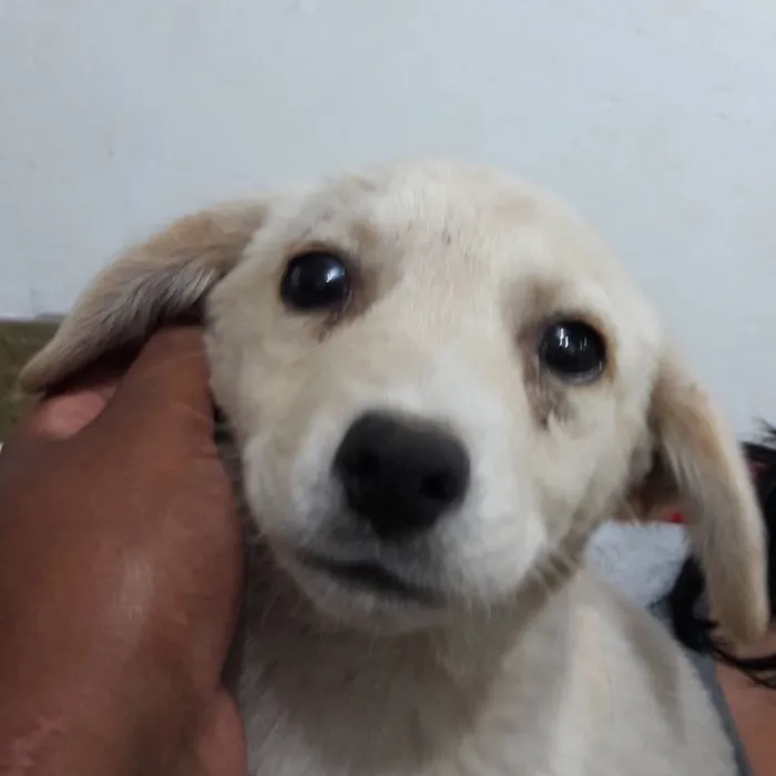 Cachorro ra a Srd idade 2 a 6 meses nome Filhotes