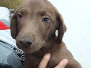 Cachorro raça Srd idade 2 a 6 meses nome Filhotes