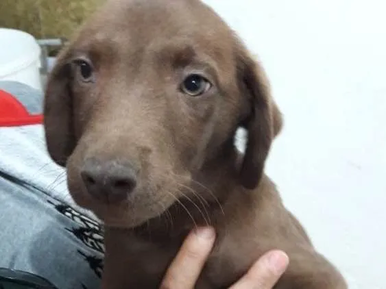Cachorro ra a Srd idade 2 a 6 meses nome Filhotes