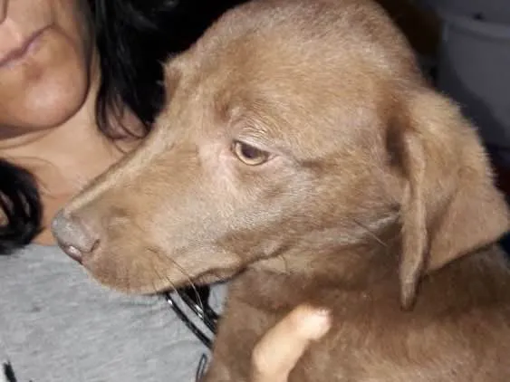 Cachorro ra a Srd idade 2 a 6 meses nome Filhotes