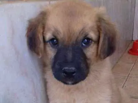 Cachorro ra a sem raça idade 2 a 6 meses nome sem nome