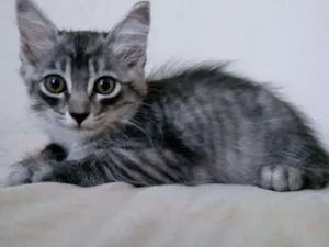 Gato raça Indefinida idade 2 a 6 meses nome Tigrinha