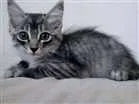 Gato raça Indefinida idade 2 a 6 meses nome Tigrinha