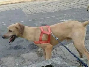 Cachorro raça SRD idade 2 anos nome Elvis