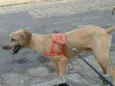 Elvis