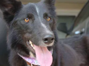 Cachorro raça Border Collie idade 1 ano nome nene