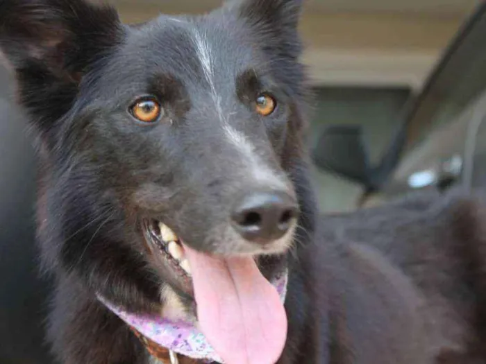 Cachorro ra a Border Collie idade 1 ano nome nene