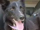 Cachorro raça Border Collie idade 1 ano nome nene