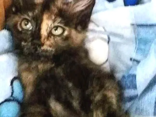 Gato ra a SRD idade Abaixo de 2 meses nome Babalu