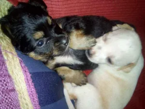 Cachorro raça SRD idade Abaixo de 2 meses nome Freddy e Menina