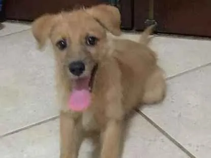 Cachorro raça  idade 2 a 6 meses nome Ryana