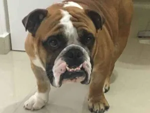 Cachorro raça Bulldog idade 2 anos nome Joe