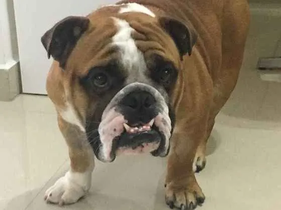 Cachorro ra a Bulldog idade 2 anos nome Joe