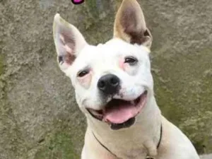 Cachorro raça  idade  nome Branquinha