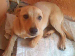 Cachorro raça Vira-lata idade 1 ano nome Nina