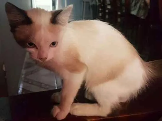 Gato ra a sem raça idade Abaixo de 2 meses nome sem nome