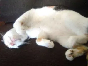 Gato raça  idade 7 a 11 meses nome Mel