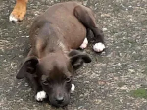 Cachorro raça SRD idade Abaixo de 2 meses nome Diva