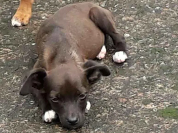 Cachorro ra a SRD idade Abaixo de 2 meses nome Diva